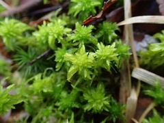 Sphagnum denticulatum