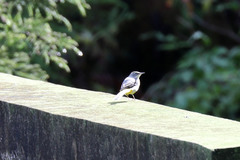 Motacilla cinerea patriciae