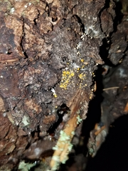 Eustilbum aureum