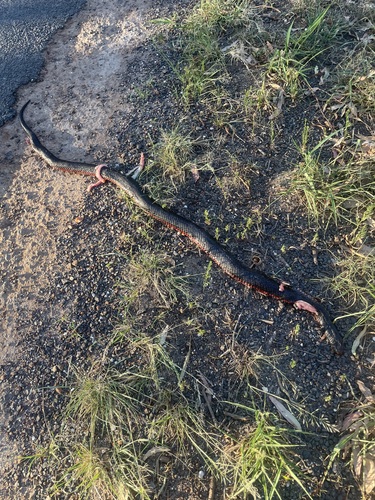 Red-bellied Black Snake sighting