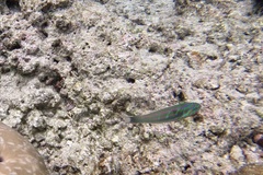 Thalassoma quinquevittatum