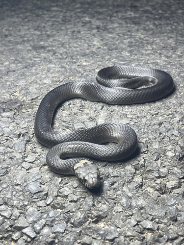 Pale-headed Snake sighting