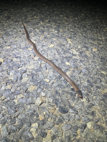 Black-naped Hooded Snake sighting