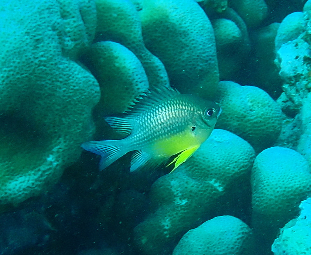 Whitebelly damselfish