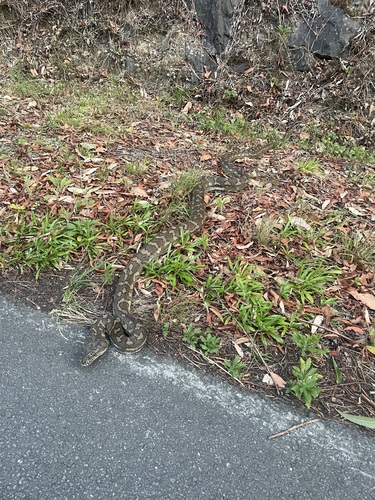 Coastal Carpet Python sighting