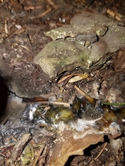 Eustilbum aureum