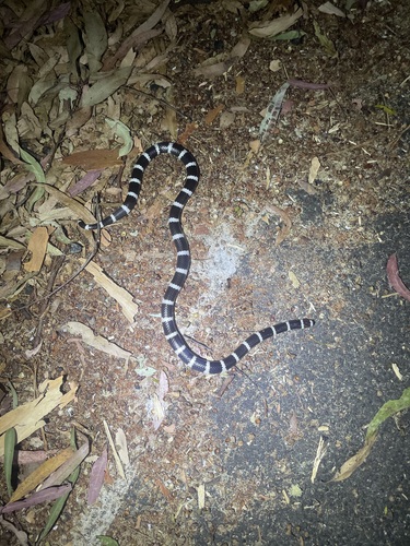 Eastern Bandy Bandy sighting