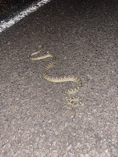 Coastal Carpet Python sighting