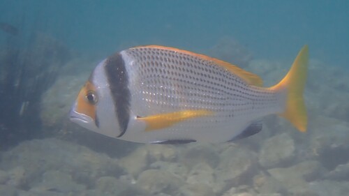 Two-bar Seabream