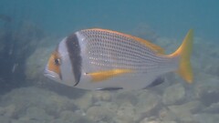 Twobar Seabream photo 4