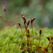 Mamillate Plait-Moss - Photo (c) georgeg, some rights reserved (CC BY-NC), uploaded by georgeg