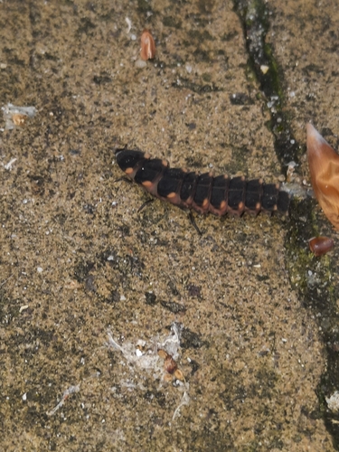 European Glow-worm, 7313 HK Apeldoorn, Nederland, photo 6 of 10