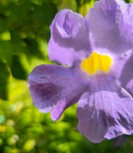 Bush Thunbergia