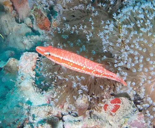 Oxycheilinus orientalis observed 2025-10-07