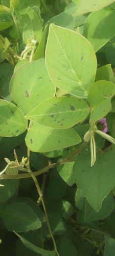 Greenleaf Ticktrefoil