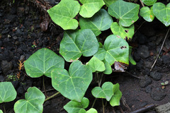 Hedera azorica