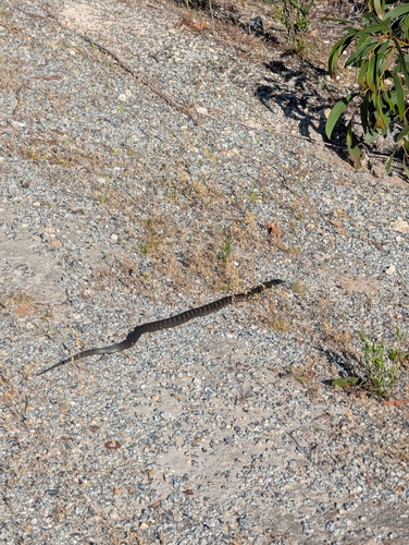 Tiger Snake sighting