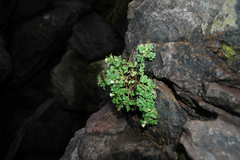 Perityle rupestris albiflora