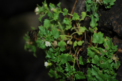 Perityle rupestris albiflora