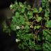 Perityle rupestris albiflora - Photo (c) nancyed, algunos derechos reservados (CC BY-NC-ND), subido por nancyed