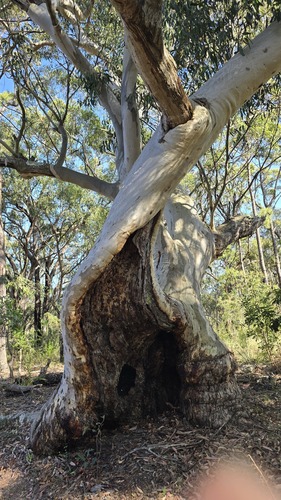 Eucalyptus haemastoma, photograph 3