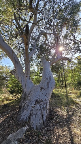 Eucalyptus haemastoma, photograph 2