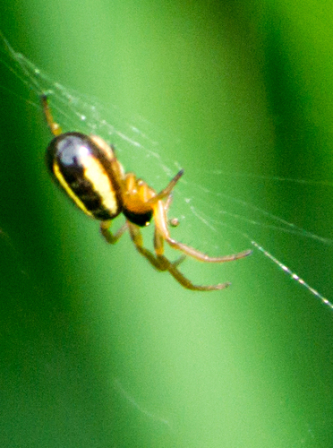 Eugen's Orbweaver