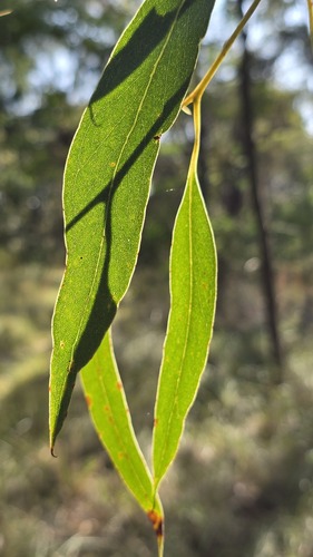 Eucalyptus haemastoma, photograph 4