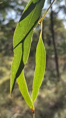 Eucalyptus haemastoma, photograph (c) Petra Holland, some rights reserved (CC BY)