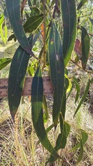 Eucalyptus haemastoma, photograph (c) Petra Holland, some rights reserved (CC BY)