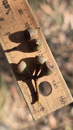 Eucalyptus haemastoma, photograph 6