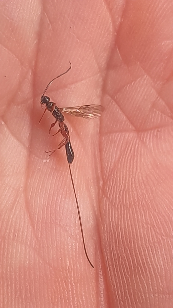 Odontocolon appendiculatum