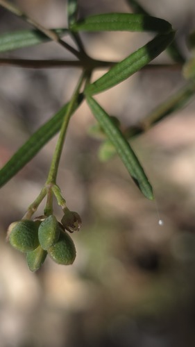Smooth Zieria (Zieria laevigata)