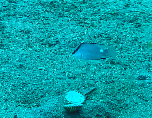 Timor snapper (Lutjanus timoriensis) — Lutjanidae