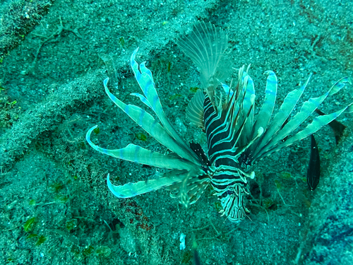 Clearfin lionfish (Pterois russelii) — Scorpaenidae — 4