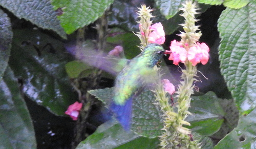 Cynanthus canivetii