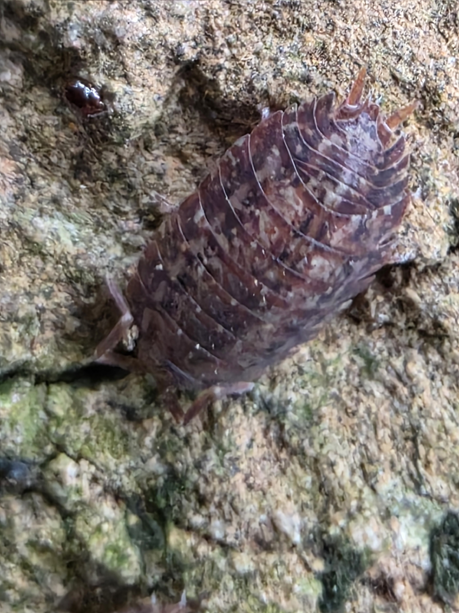 Porcellio anagae