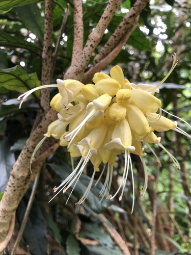 Tree honeysuckle (Oxera sulfurea)