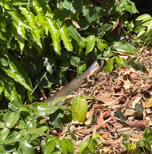 Water Python sighting