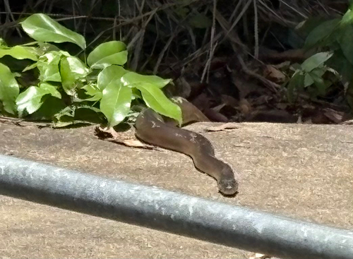 Water Python sighting