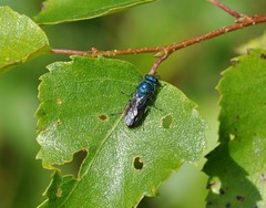 Chrysis fulgida