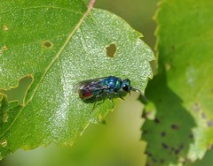 Chrysis fulgida