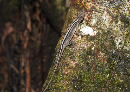 Anolis lemurinus
