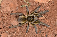 Harpactirinae