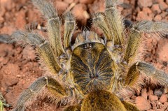 Harpactirinae