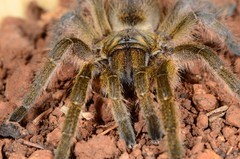 Harpactirinae