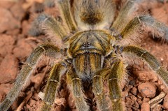 Harpactirinae