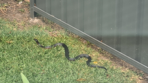 Red-bellied Black Snake sighting
