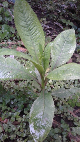 Lobelia giberroa