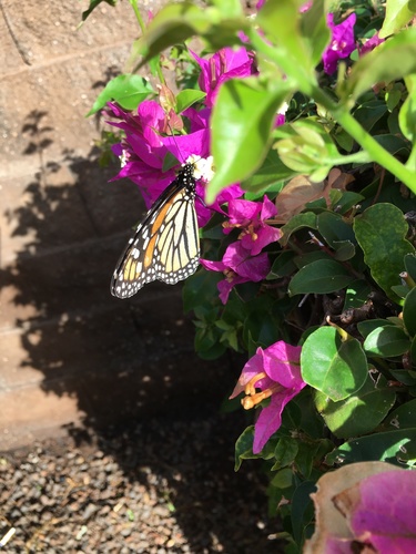 Monarch photographed in Hawaii